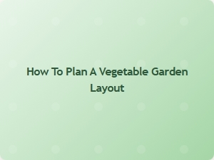 How to Plan a Vegetable Garden Layout